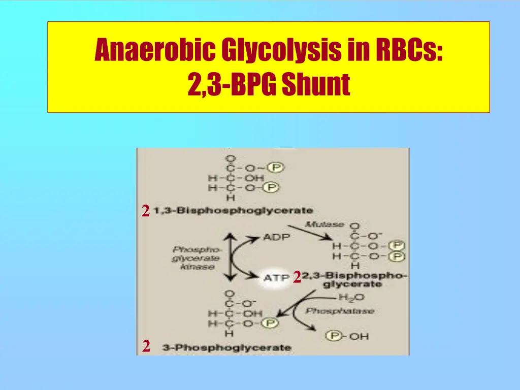 anaerobic glycolysis inrbcs 2 3 bpgshunt