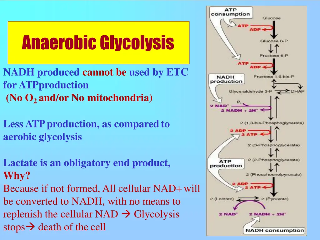 anaerobicglycolysis