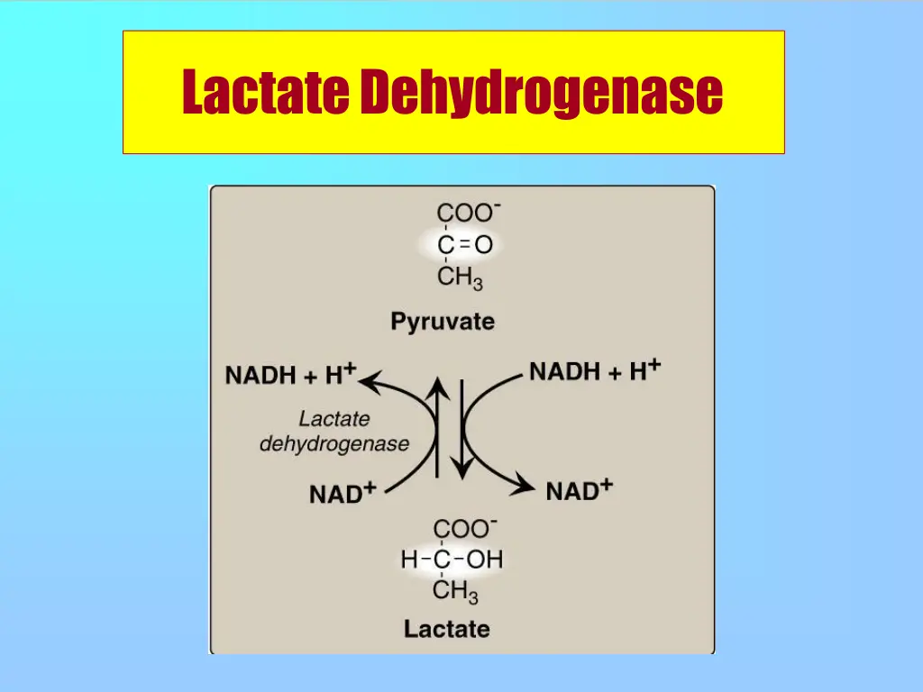 lactatedehydrogenase