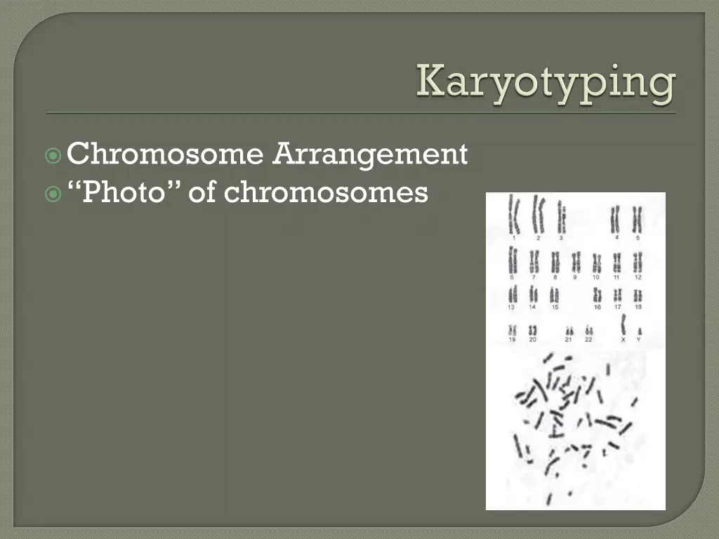 chromosome arrangement photo of chromosomes