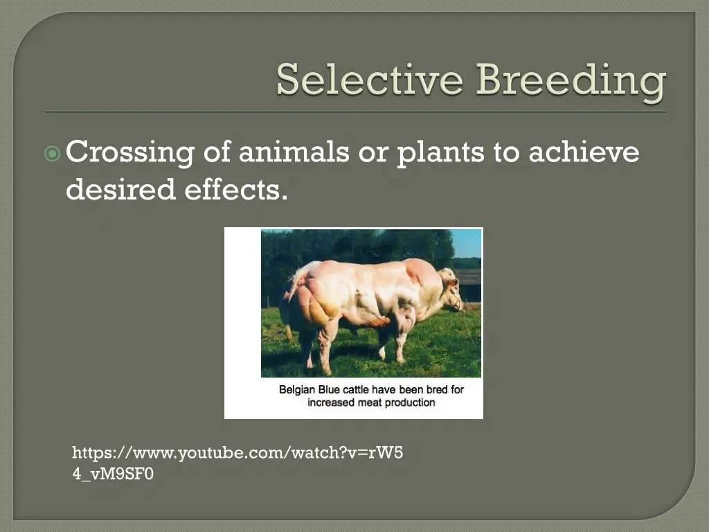 crossing of animals or plants to achieve desired