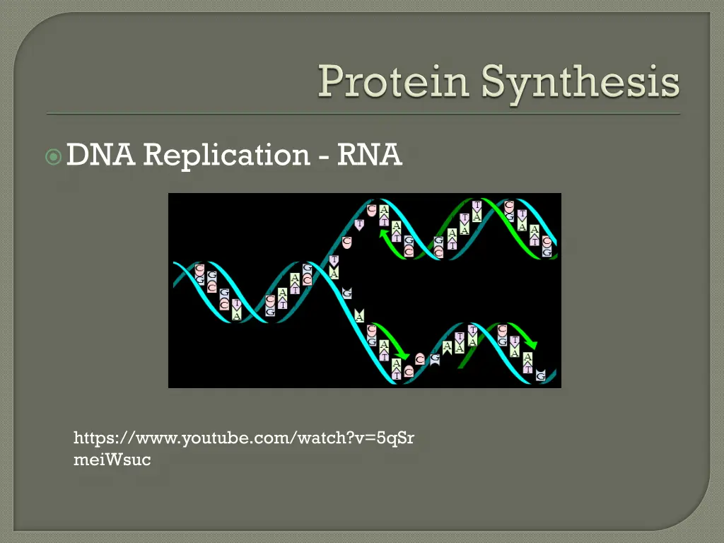 dna replication rna
