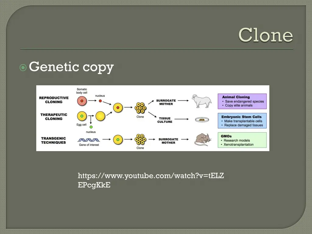genetic copy
