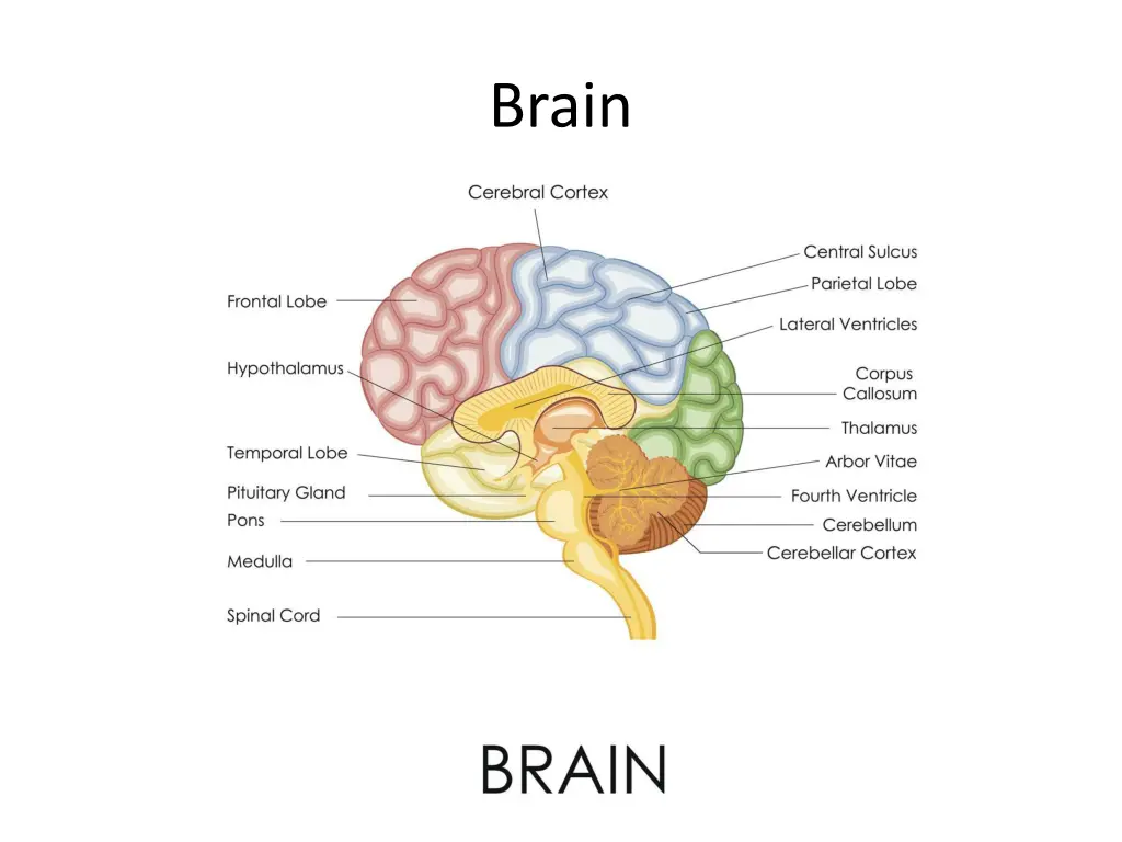 brain