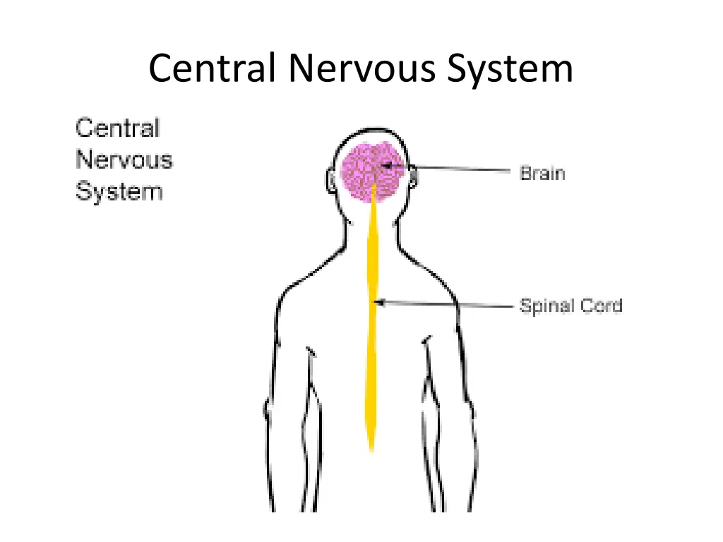 central nervous system