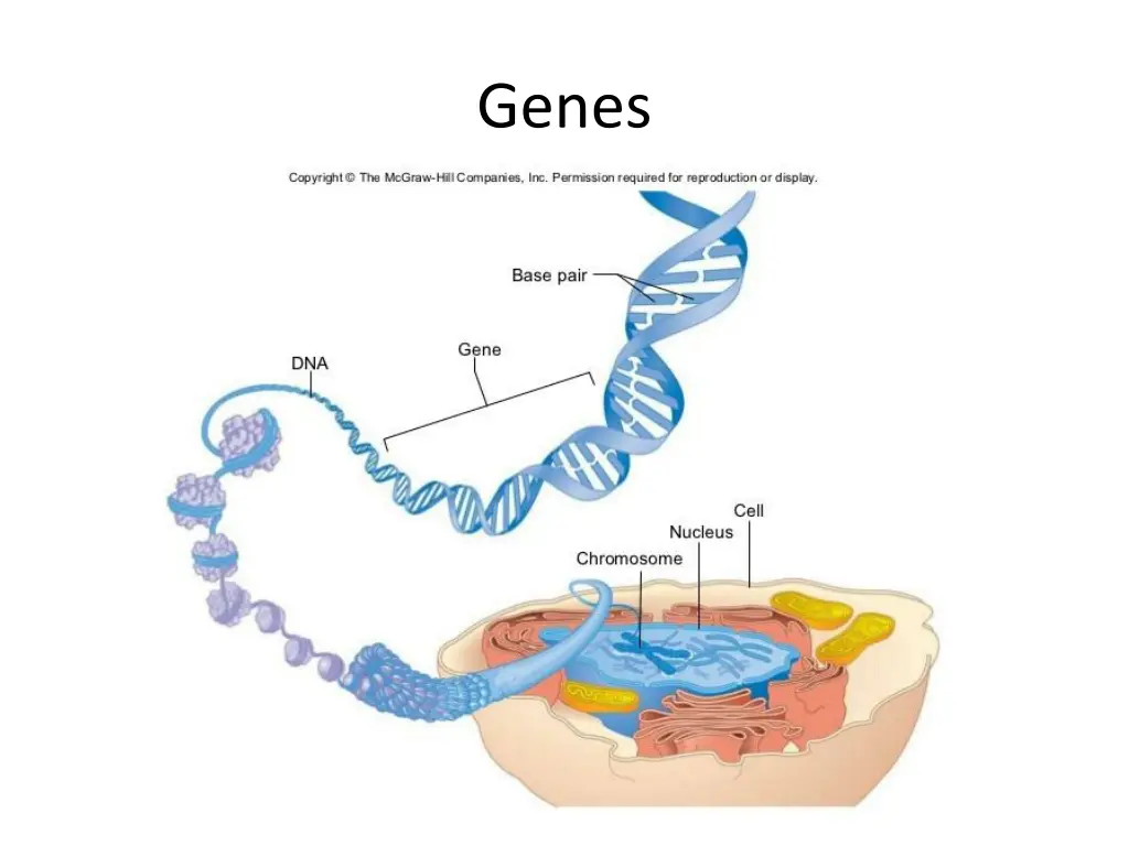 genes