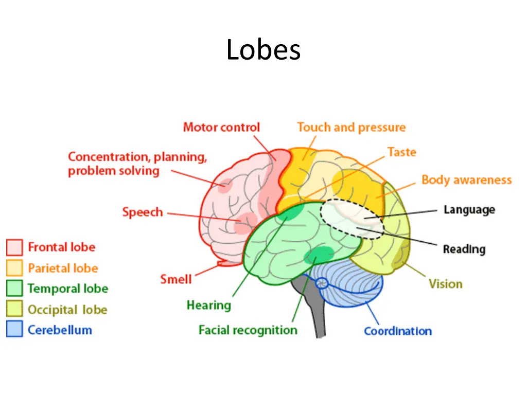 lobes