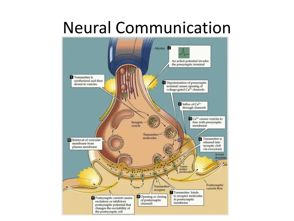 neural communication