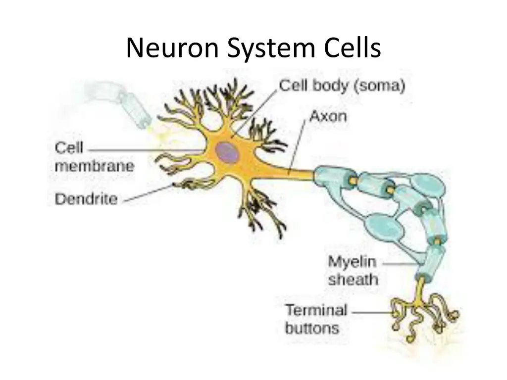 neuron system cells