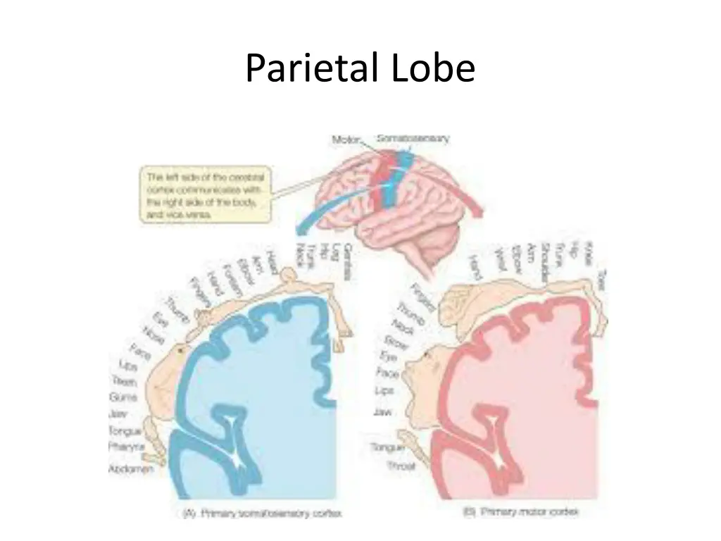 parietal lobe