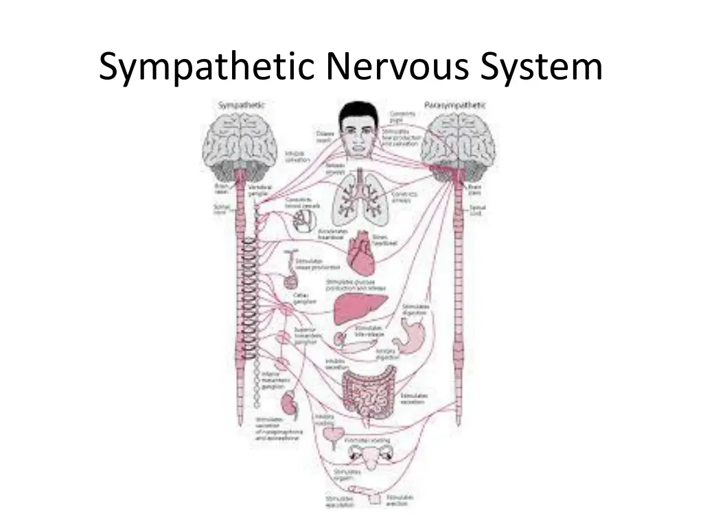 sympathetic nervous system