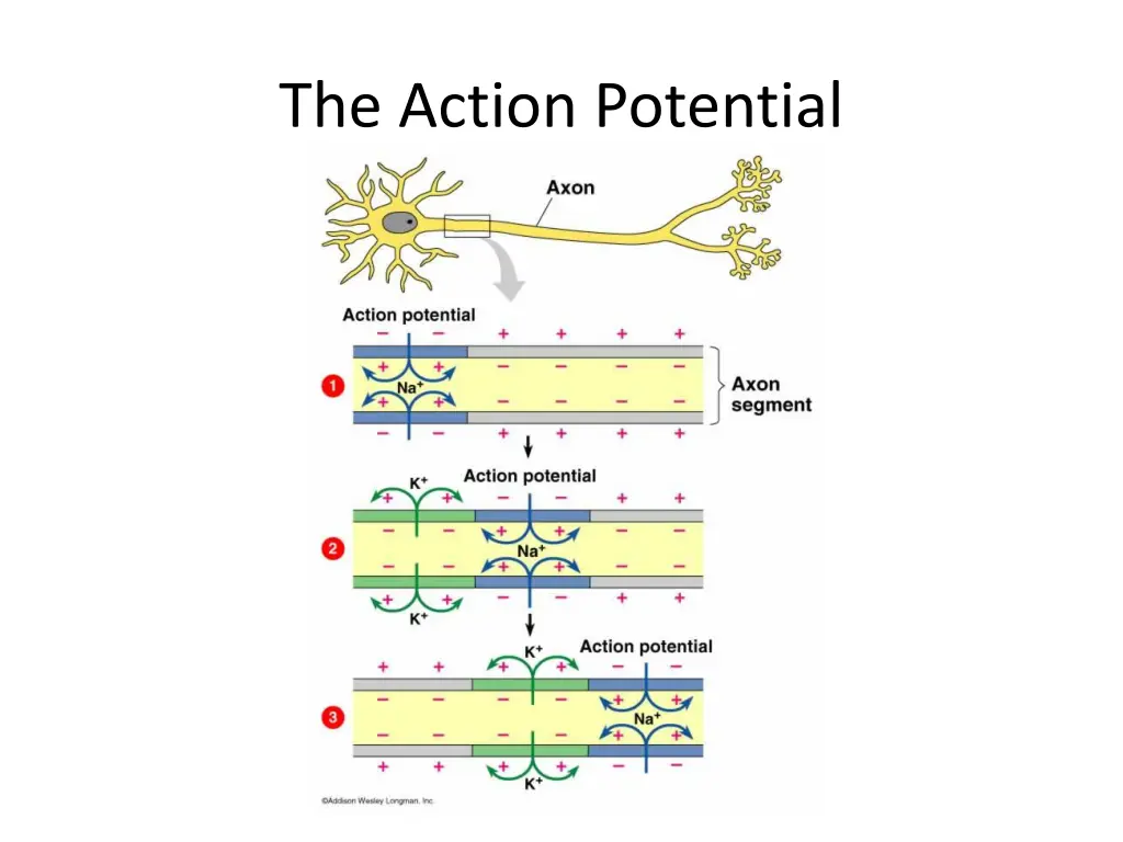 the action potential