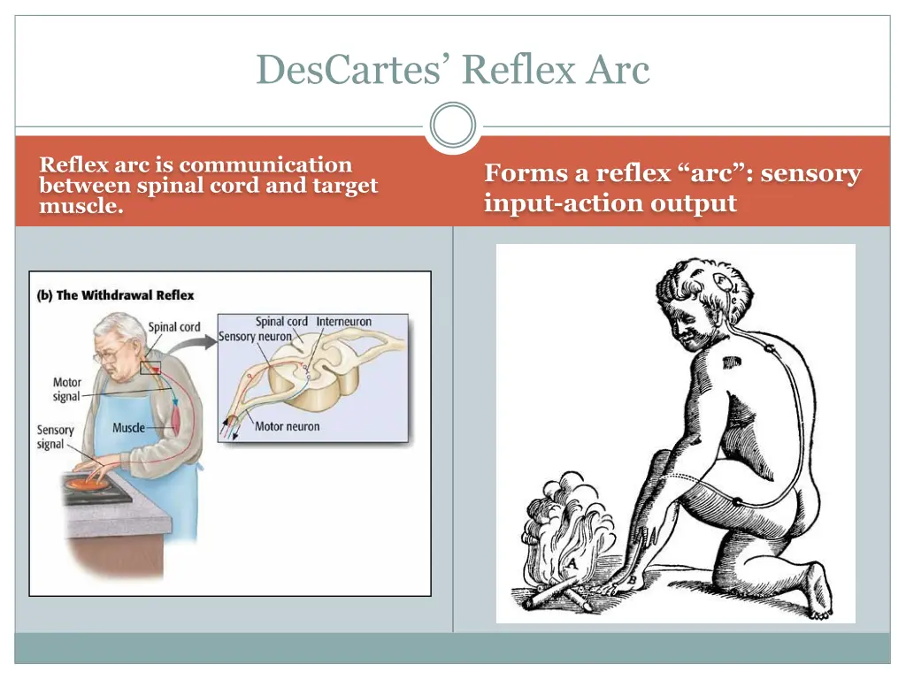descartes reflex arc
