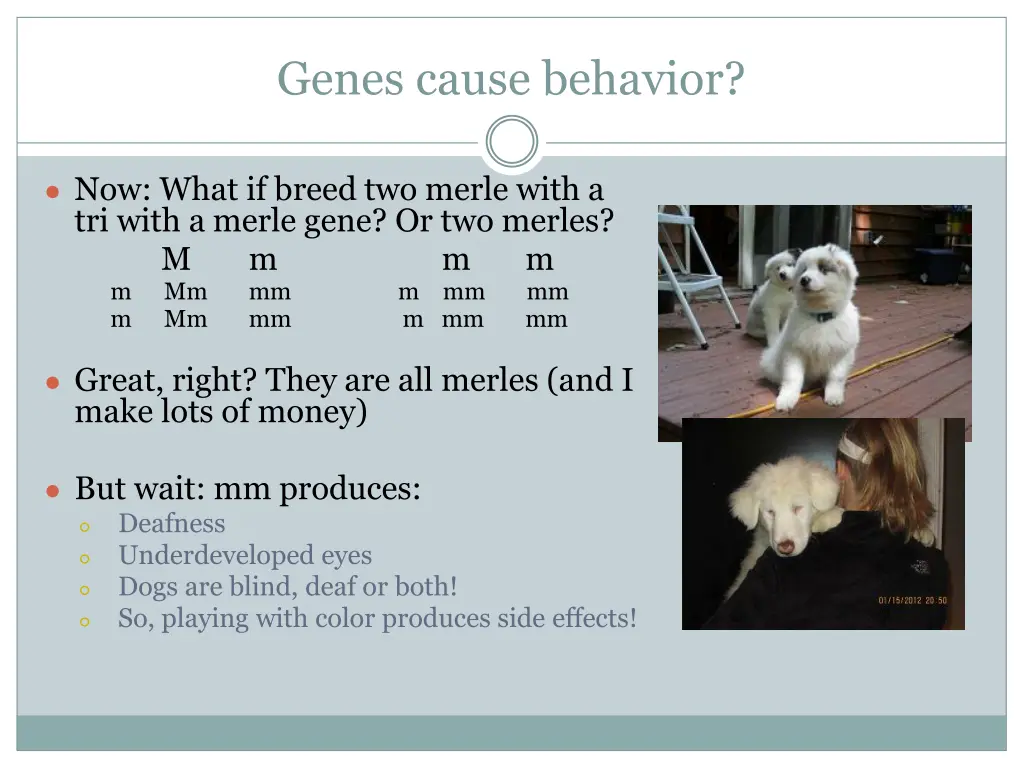 genes cause behavior