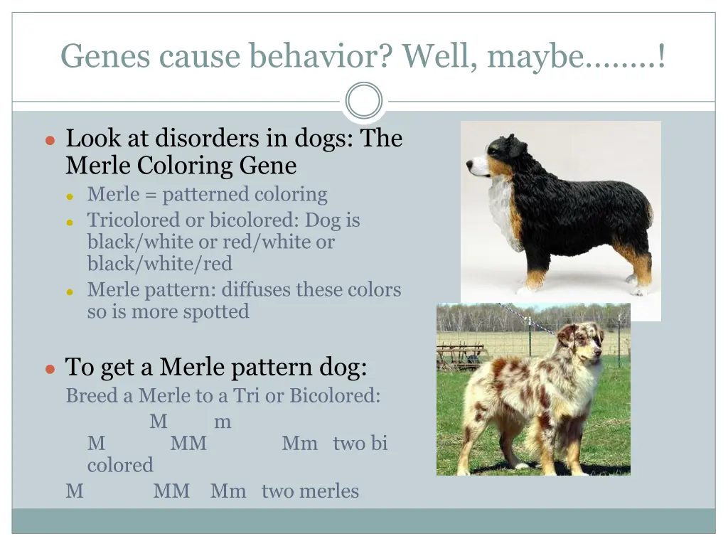 genes cause behavior well maybe 1
