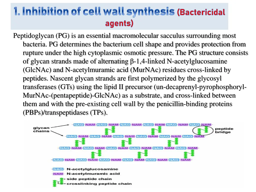 1 inhibition of cell wall synthesis bactericidal