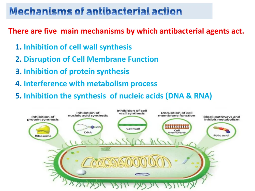 mechanisms of antibacterial action