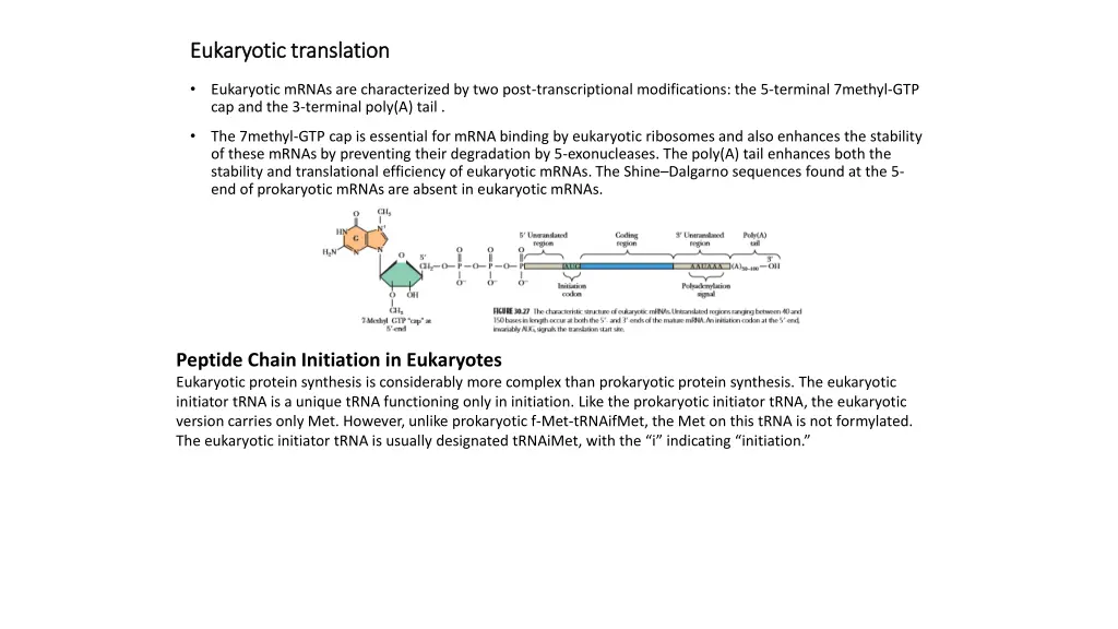 eukaryotic translation eukaryotic translation