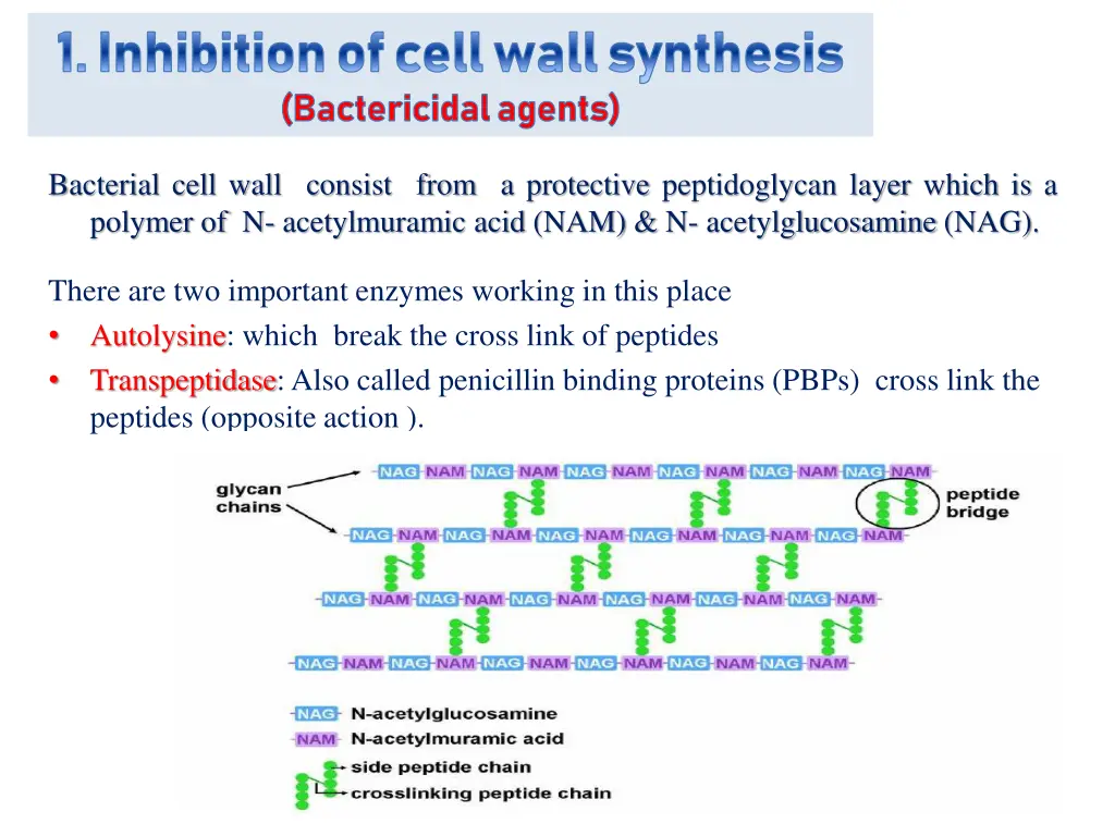 1 inhibition of cell wall synthesis bactericidal