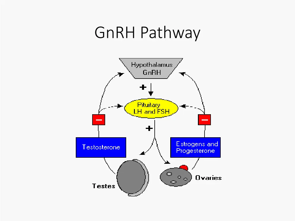 gnrh pathway