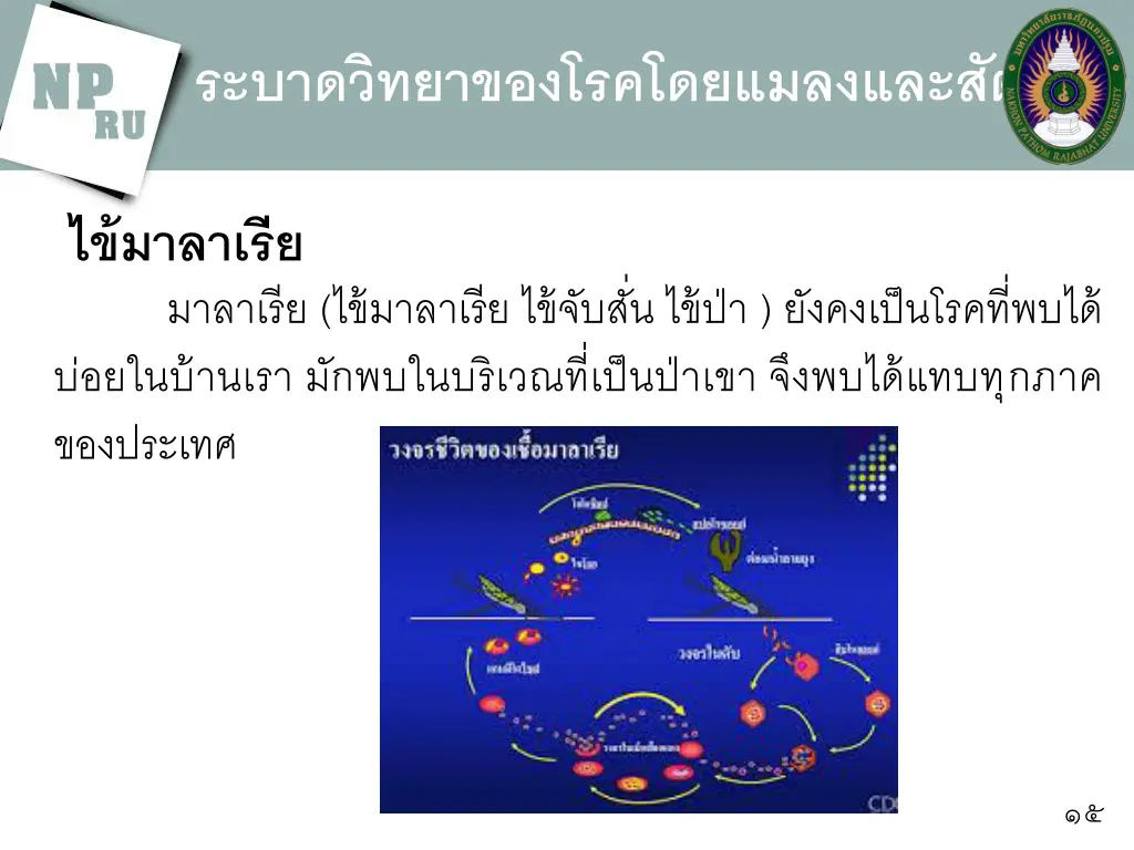 slide15