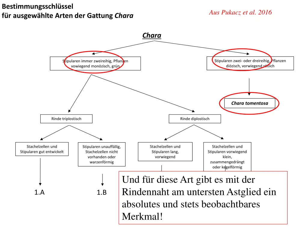 bestimmungsschl ssel f r ausgew hlte arten
