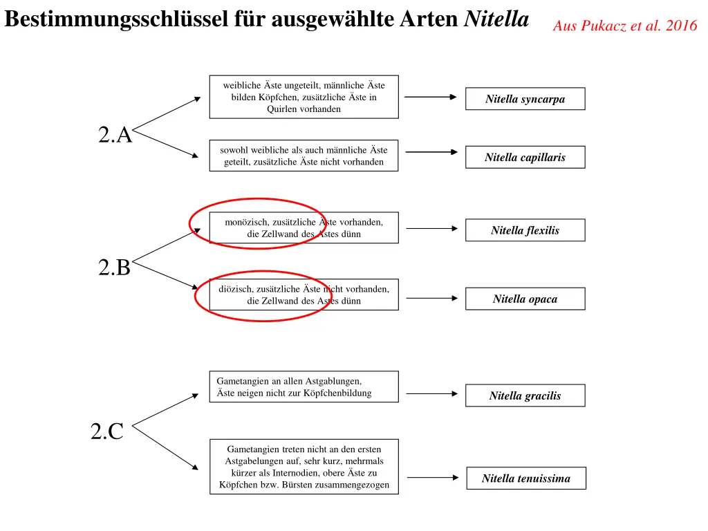 bestimmungsschl ssel f r ausgew hlte arten nitella