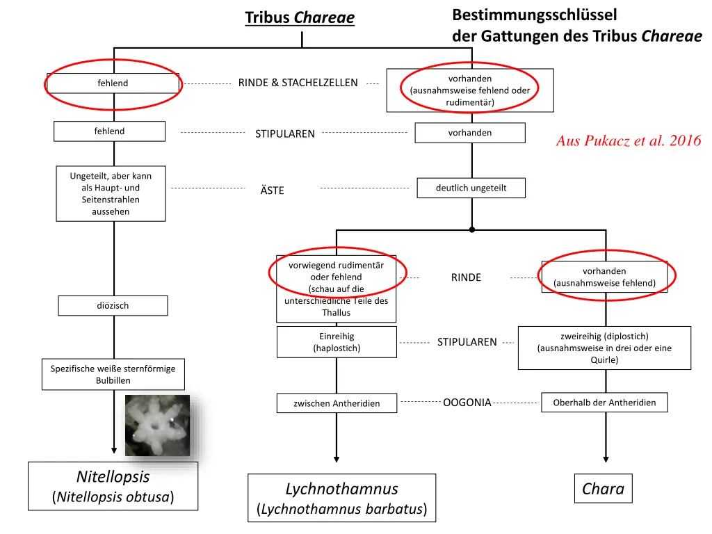 podrodzina charoideae tribus chareae