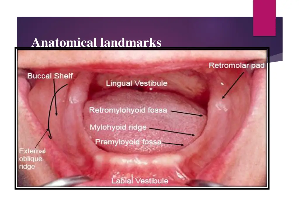 anatomical landmarks