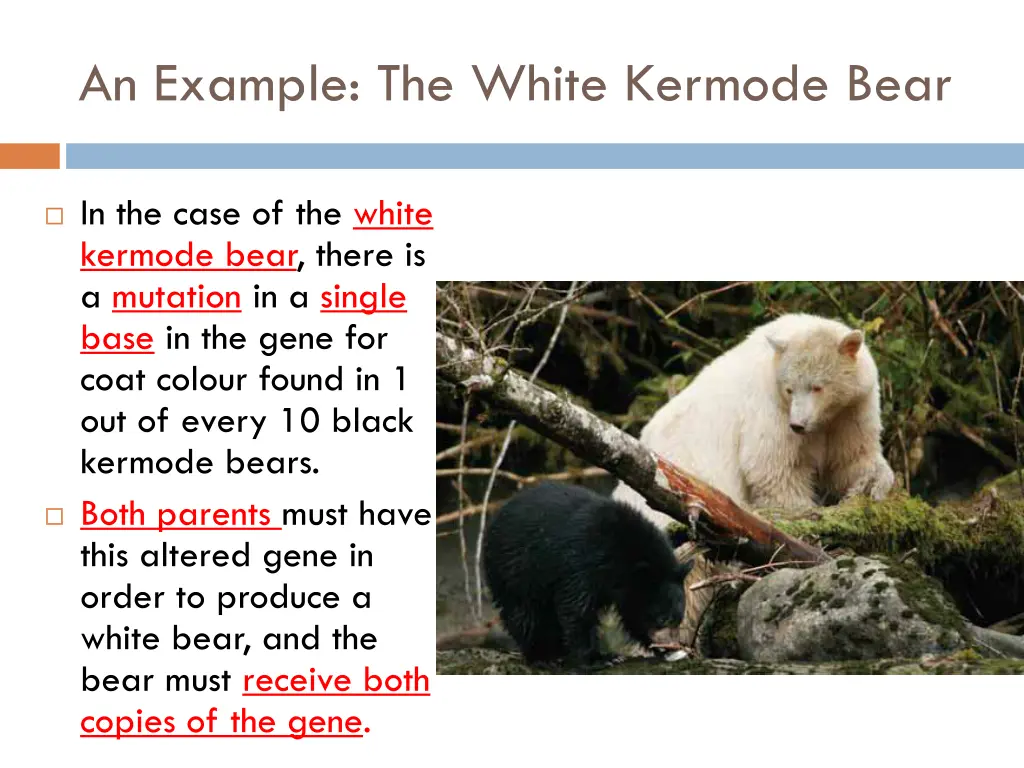 an example the white kermode bear
