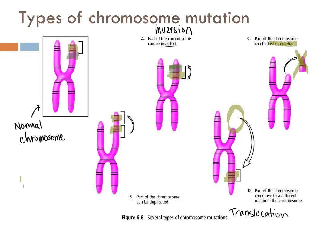types of chromosome mutation