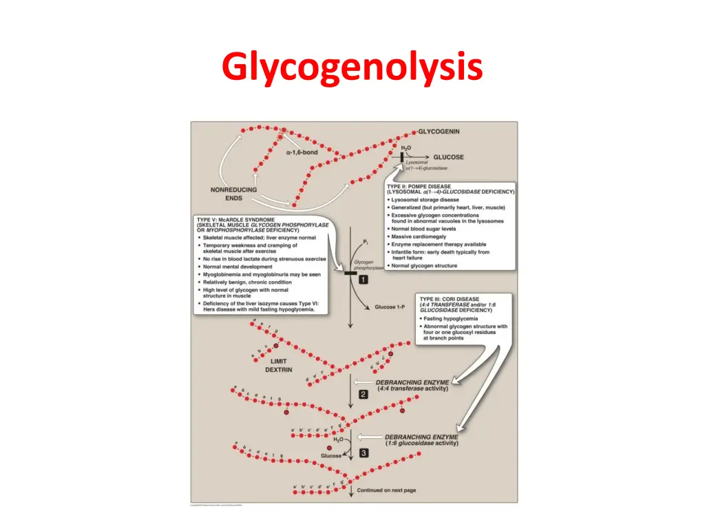 glycogenolysis 1