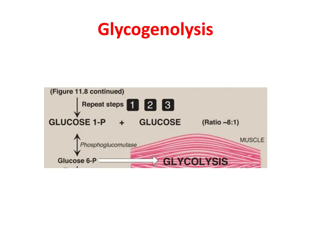 glycogenolysis 2