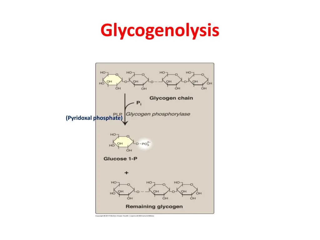 glycogenolysis