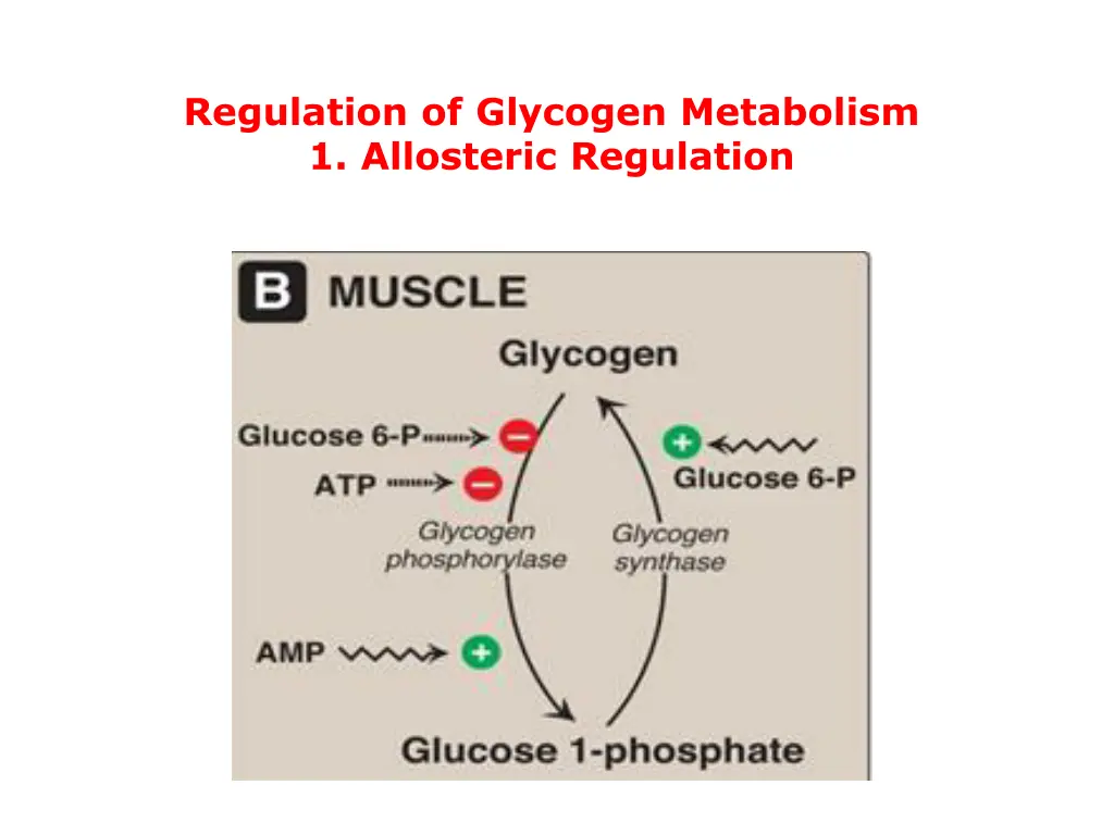 regulation of glycogen metabolism 1 allosteric