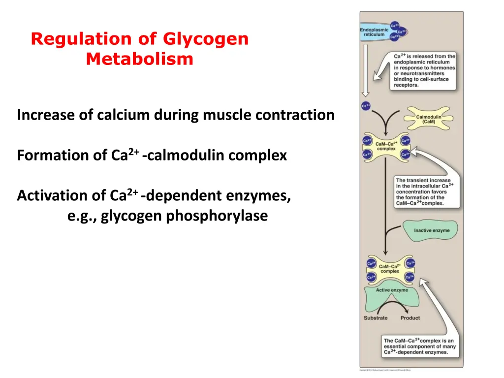 regulation of glycogen metabolism 1