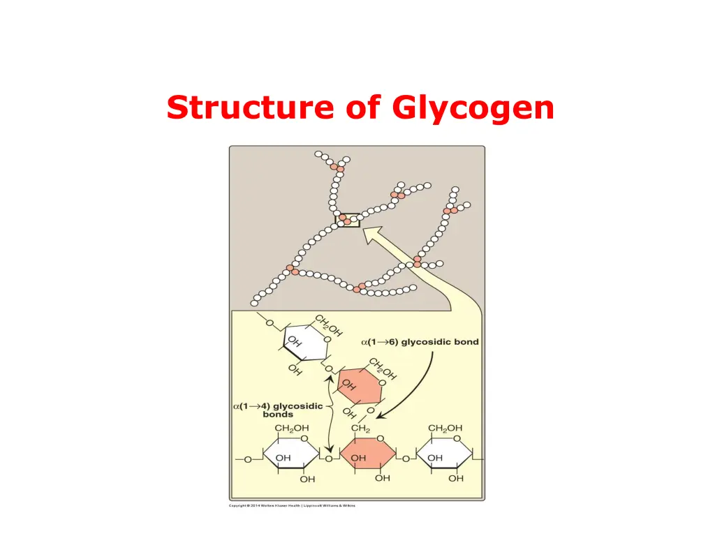 structure of glycogen 1