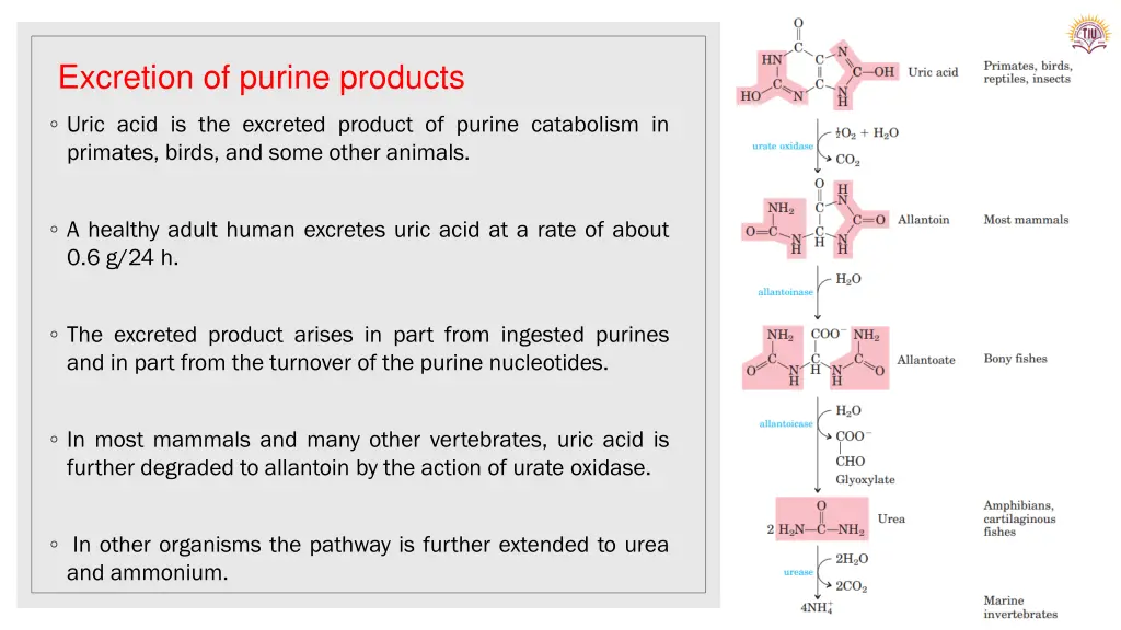 excretion of purine products