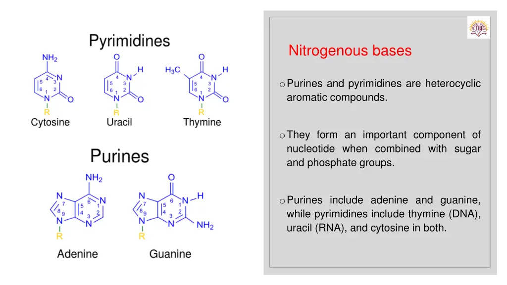 nitrogenous bases