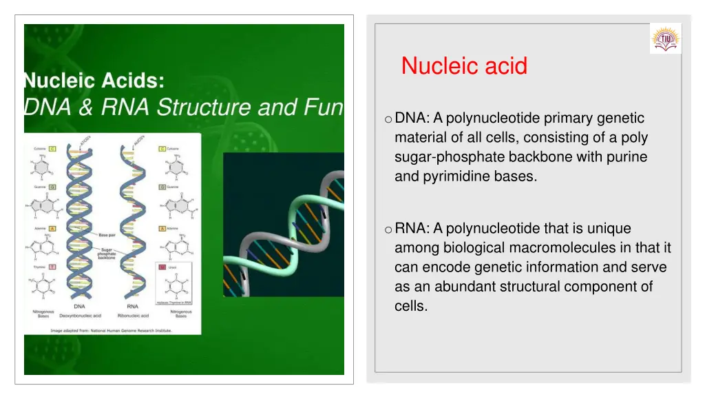 nucleic acid