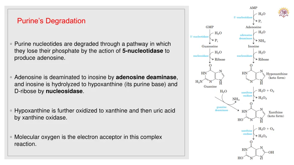 purine s degradation