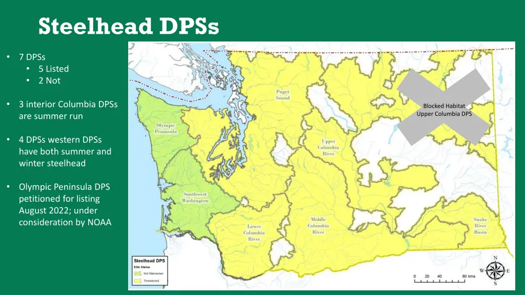 steelhead dpss