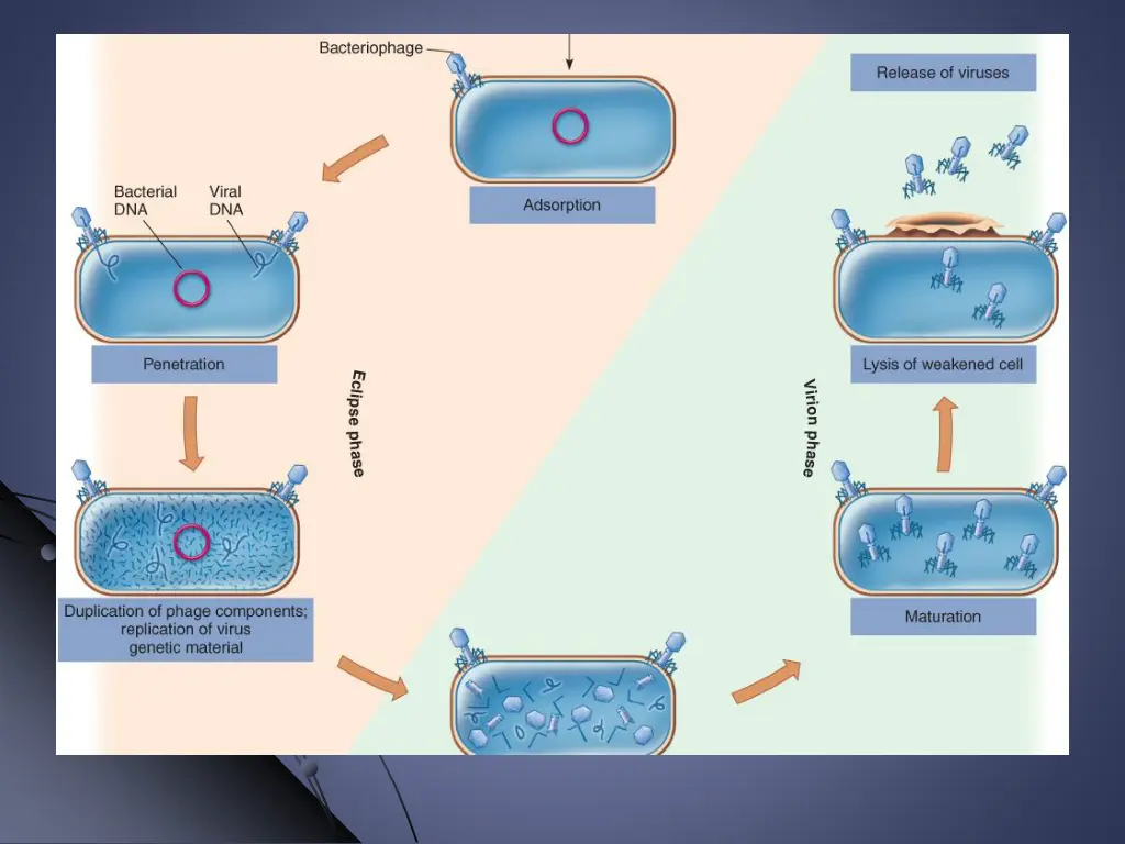 slide21