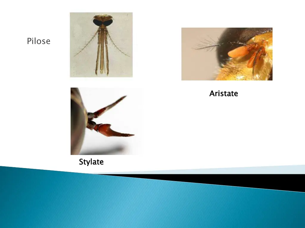 pilose