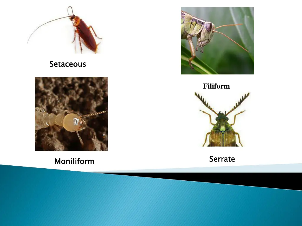 setaceous
