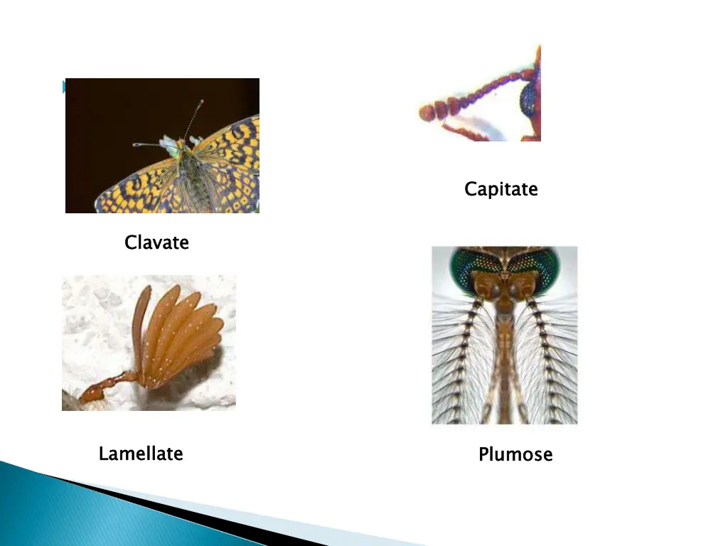 slide4