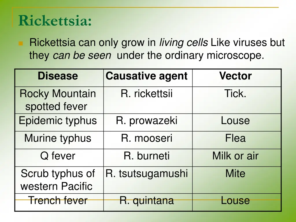 rickettsia