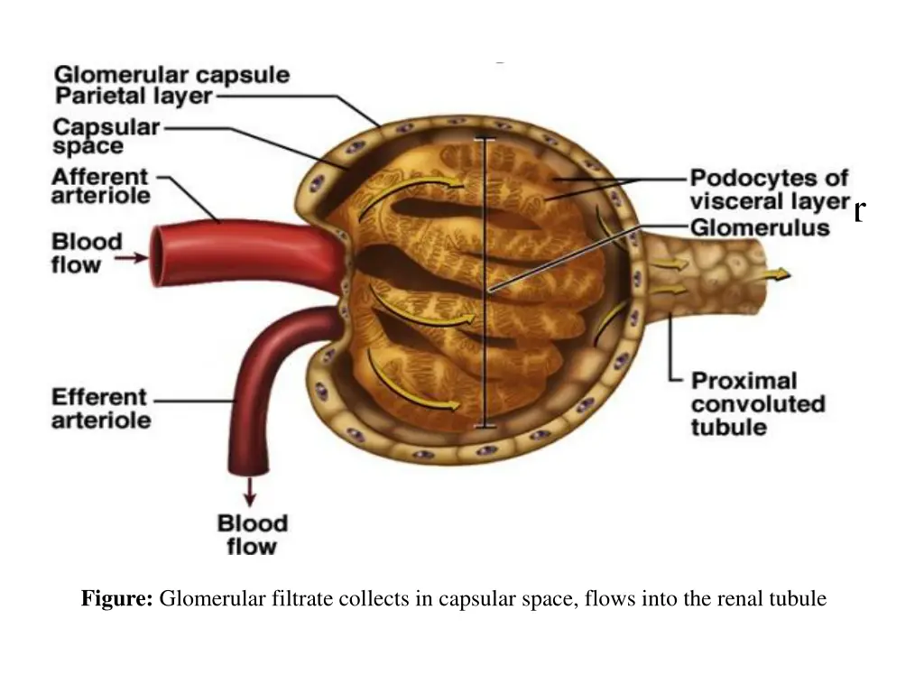 figure glomerular filtrate collects in capsular