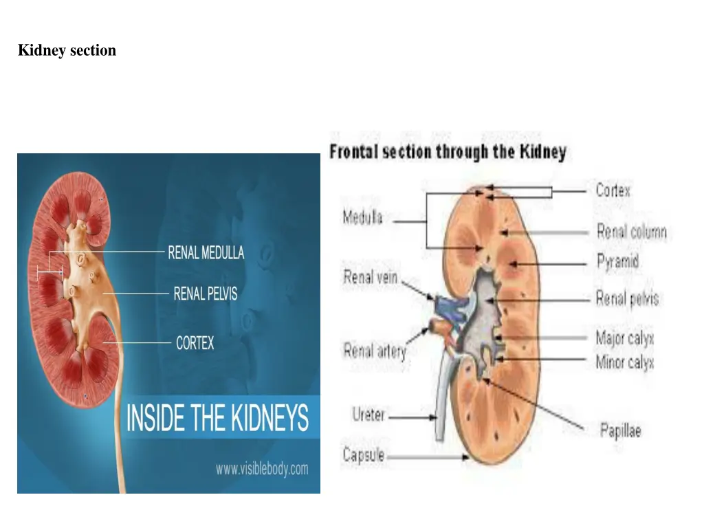kidney section
