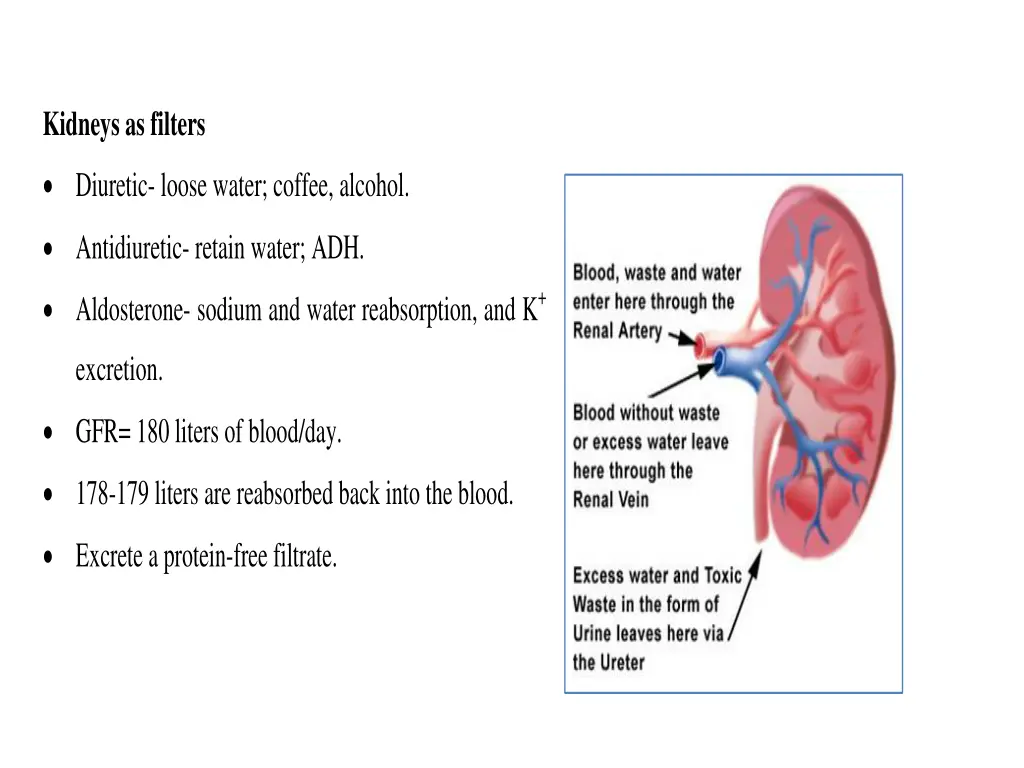 kidneys as filters